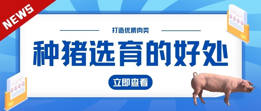 打造优质肉类：种猪选育的好处和必要性  