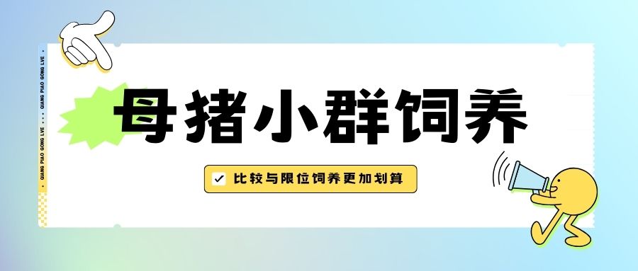 比较与限位饲养的优劣，母猪小群饲养更加划算